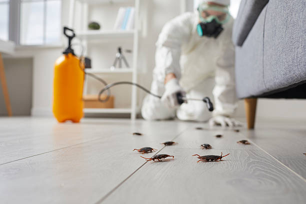 Commercial Rodent Management in Sierra View